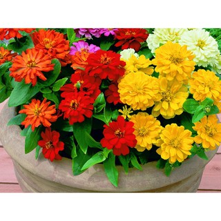 Hạt giống hoa cúc nhi nha nhiều màu