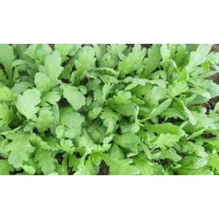 1 lạng hạt giống rau cải cúc