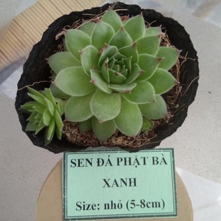 Sen đá phật bà xanh - size nhỏ (5-8cm)