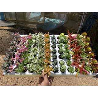 Vỉ mix 84 cây