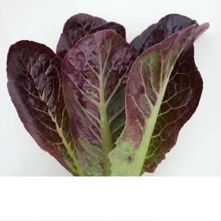 Hạt giống xà lách romaine đỏ 2gr