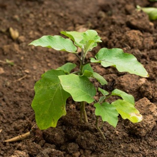 Cây cà Tím: trồng bầu 3 cây( cao 20-25 cm)