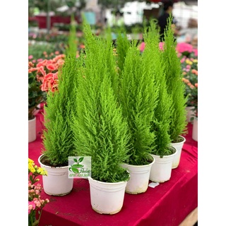 Cây tùng thơm, tùng chanh, tùng hương, cây giáng sinh - Cupressus Macrocarpa