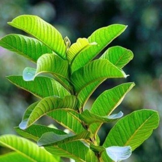 100gr lá ổi khô ngăn rụng tóc
