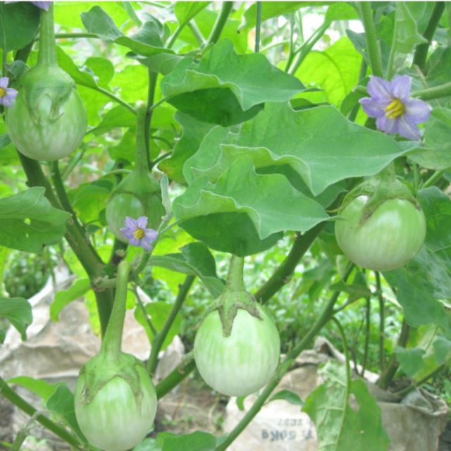 Hạt giống Cà Pháo Xanh cao sản