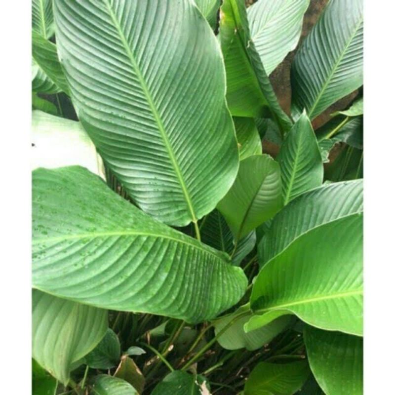 3 cây Giống Mì Tinh  10k