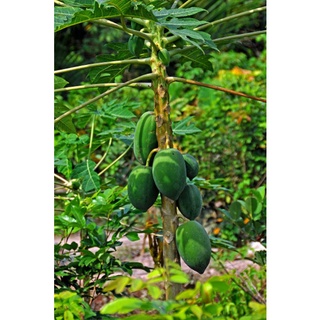 RAU CỦ QUẢ TƯƠI GIÁ BÌNH ỔN
