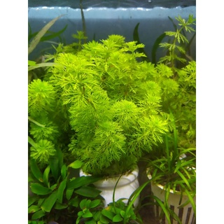 Cây thủy sinh Tiểu Bảo Tháp (10-20 ngọn). ẢNH THẬT CỦA SẢN PHẨM