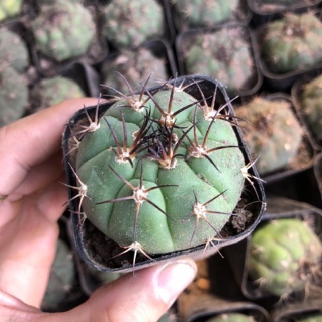 Xương rồng Tân thiên địa