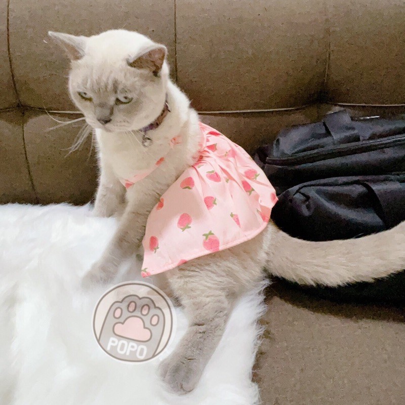🌸 Váy Đầm Nhiều Kiểu Siêu Xinh Cho Chó Mèo Thú Cưng 🌼