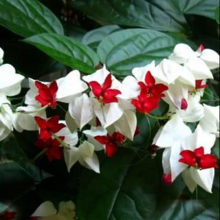 Chậu cây giống hoa leo ngọc nữ