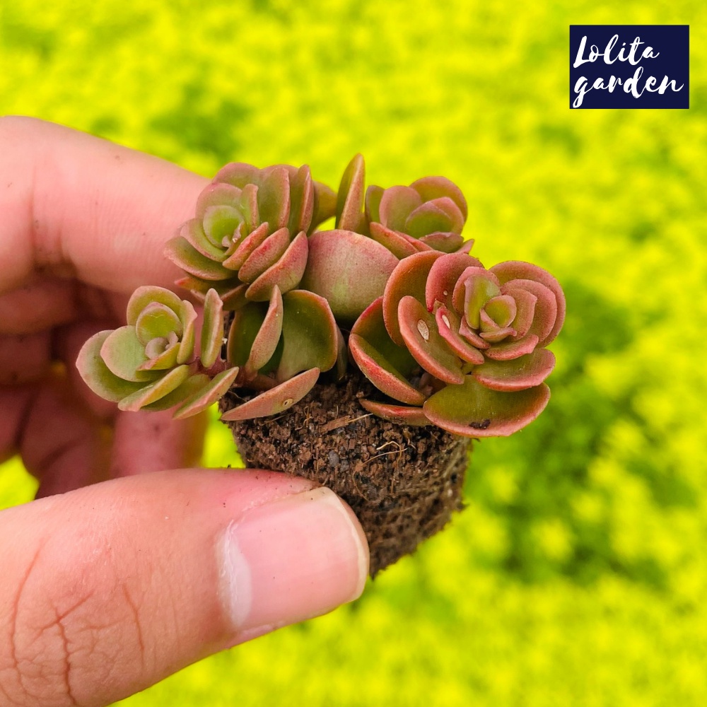 Sen đá sedum vảy cá chép Đà Lạt size mini cây cảnh trang trí nhà cửa Lolita garden