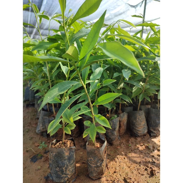 Trầm hương.gió bầu
