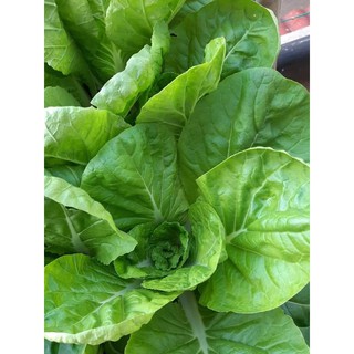 1KG PHÂN DƠI HỮU CƠ NGUYÊN CHẤT 100%