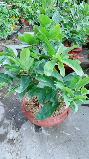 Chậu Mai Vàng