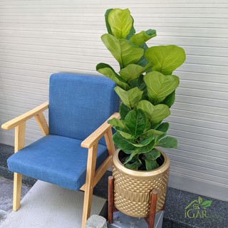 Cây bàng Singapore trồng chậu xi măng nhẹ fiber gold - họa tiết lá