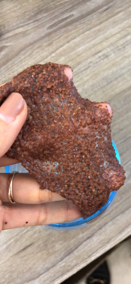 100gr Hạt Đình Lịch (hạt Ngũ Hoa) thượng hạng JD127 handmade từ thiên nhiên | BigBuy360 - bigbuy360.vn