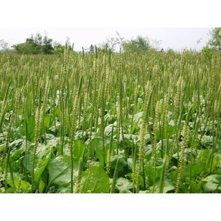 Cây Mã Đề - Chậu Rau