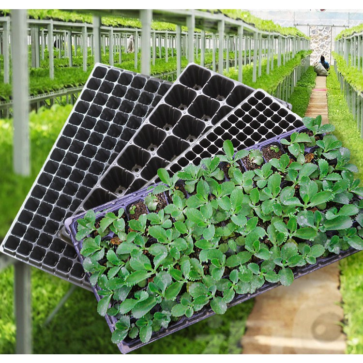 Khay nhựa ươm hạt / vỉ ươm hạt 104 lỗ