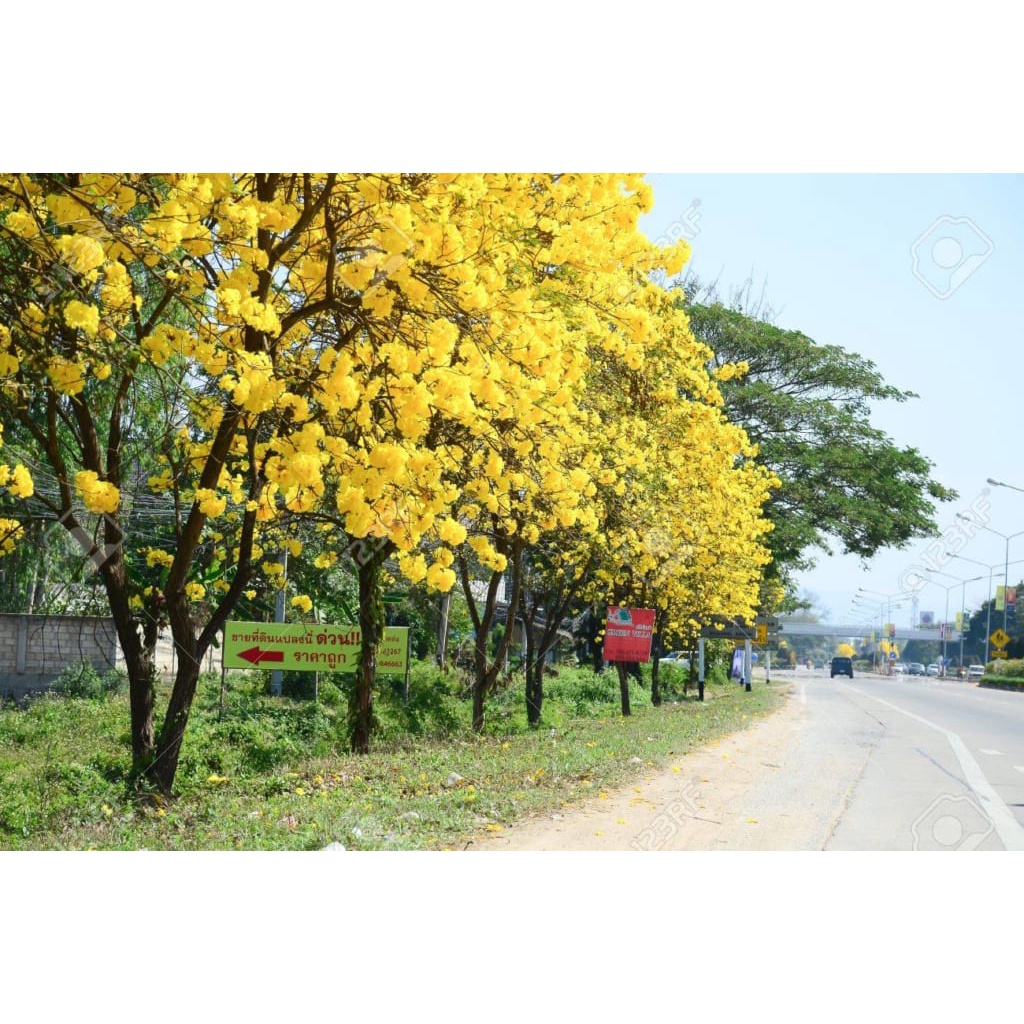 Cây Chuông Vàng - cây hoàng yến - caykiengsadec