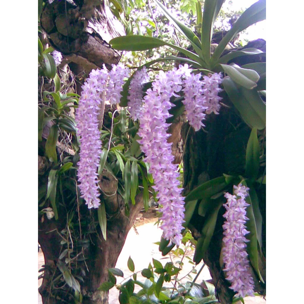 Hoa phong lan giáng hương cáo cao bằng