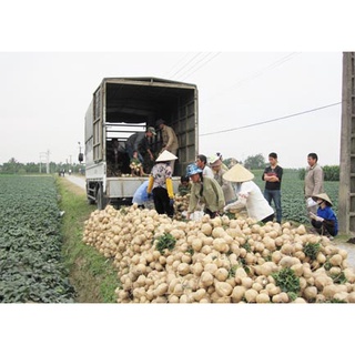 hạt giống củ đậu 20 hạt