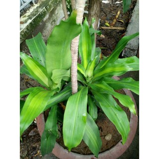Cây thiết mộc lan