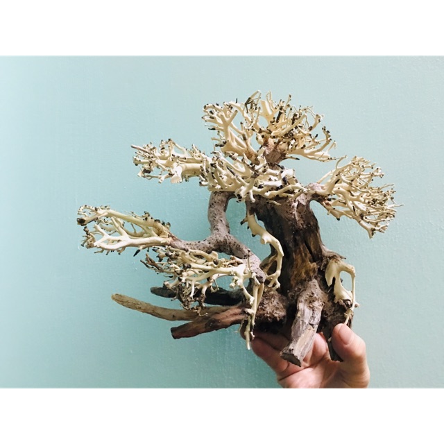 Lũa thủy sinh trang trí bể thủy sinh, cá cảnh BS16 size 15x12cm
