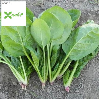 Hạt giống Cải Bó xôi 10g (rau chân vịt)