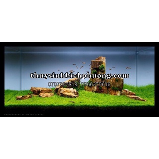 ĐÁ TRẦM TÍCH VÀNG 1KG ( ĐÁ VÀNG GỖ ) - SETUP HỒ CÁ THUỶ SINH