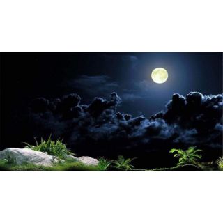 Tranh 3D dán bể cá