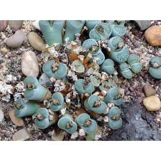 Hạt giống thạch Lan Lipthop Hoa Sỏi