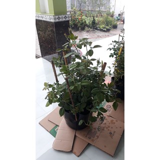 Hoa HỒng Sếu Sadec