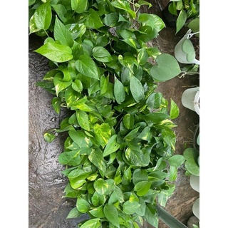 Chậu trầu bà treo ban công