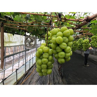 CÂY GIỐNG NHO SỮA