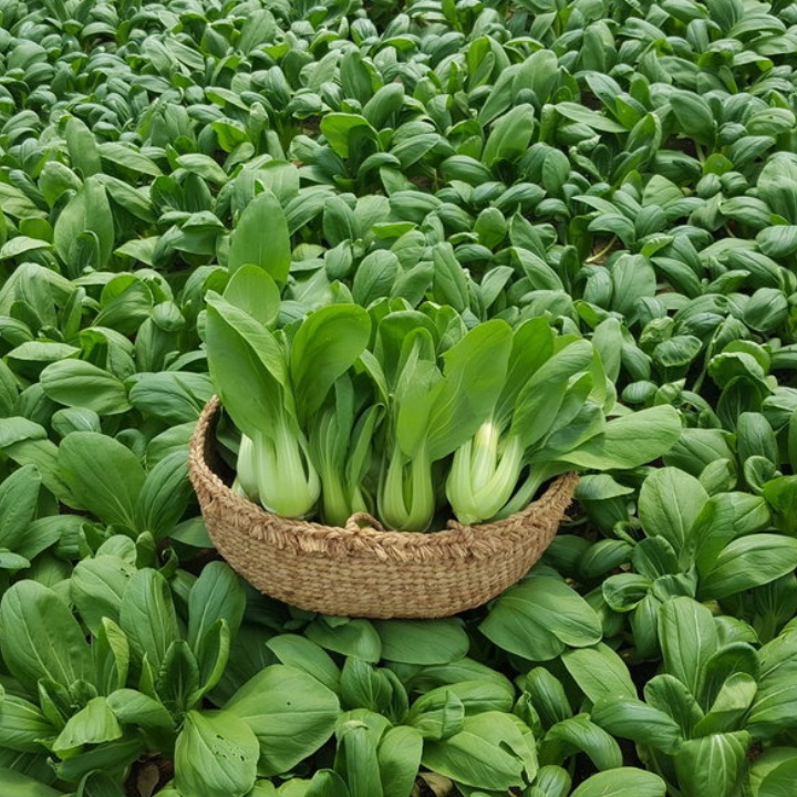 1000 Hạt Giống Cải Chíp Bốn Mùa Thân Xanh Thơm Ngon
