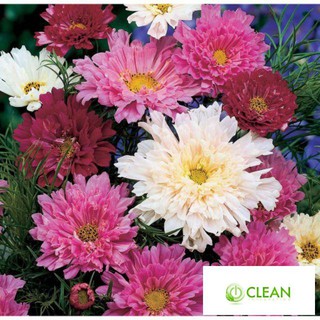 HẠT GIỐNG HOA SAO NHÁI KÉP 50 HẠT