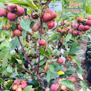 Táo đỏ cherry đang trái chi chít