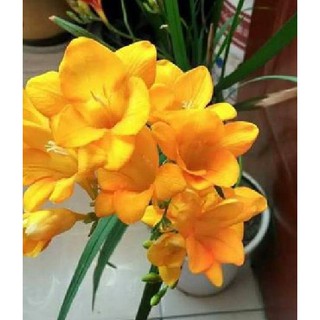 Củ giống hoa lan nam phi hoa vàng { 1 củ + 1 viên nén xơ dừa ươm củ }