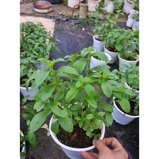 Chậu cỏ ngọt -Stevia loại to