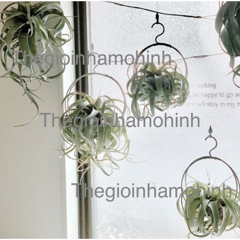 Giá treo cây, giá trồng cây không khí, kệ treo, decor, trang trí không gian