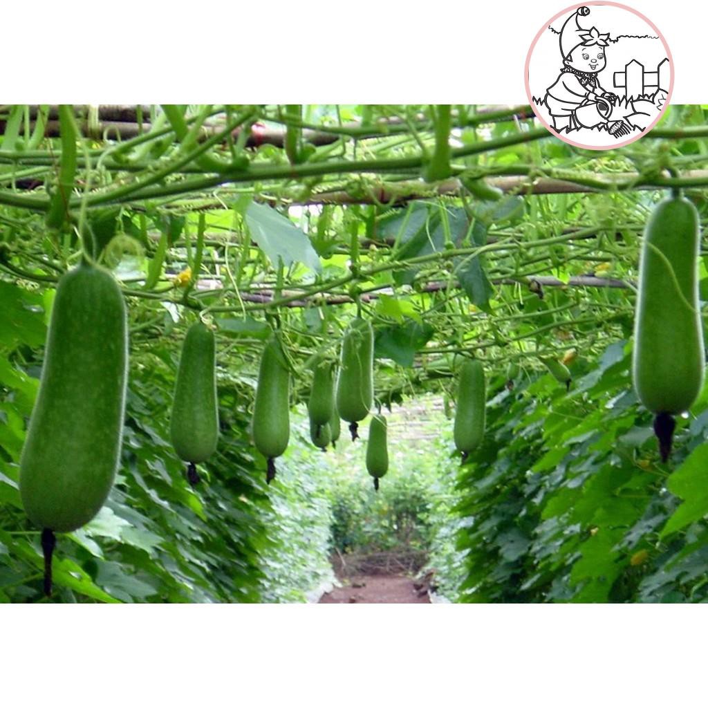 HẠT BÍ ĐAO CHANH - GÓI 1 GRAM