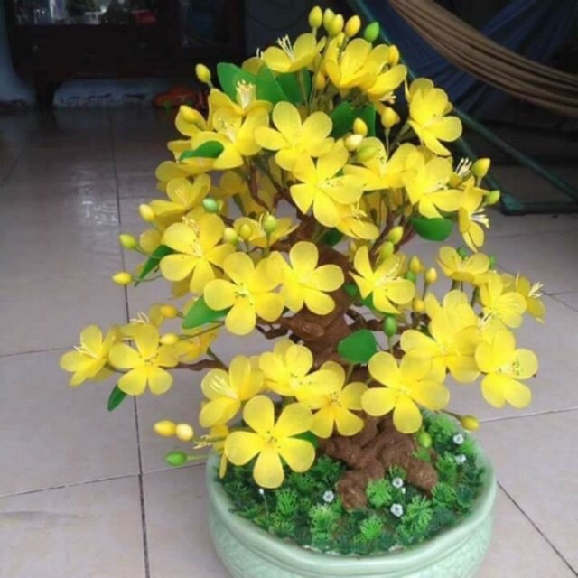 Gốc cây làm hoa mai, hoa đào