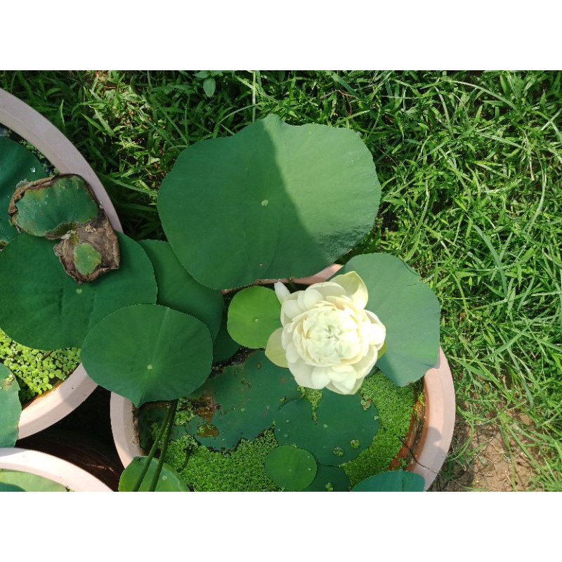 Sen trắng cánh đơn món quà từ thiên nhiên mộc mạc mà lôi cuốn