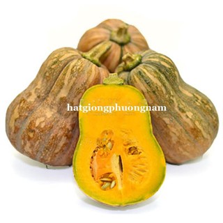 10H - hạt giống bí đỏ hồ lô