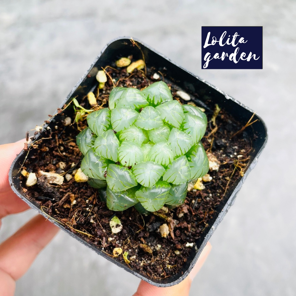 Sen đá kim cương haworthia cooperi Đà Lạt size bé cây cảnh trang trí nhà cửa Lolita garden
