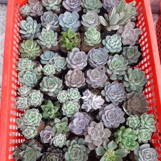 Combo 20 bầu sen đá các loại (ngẫu nhiên)