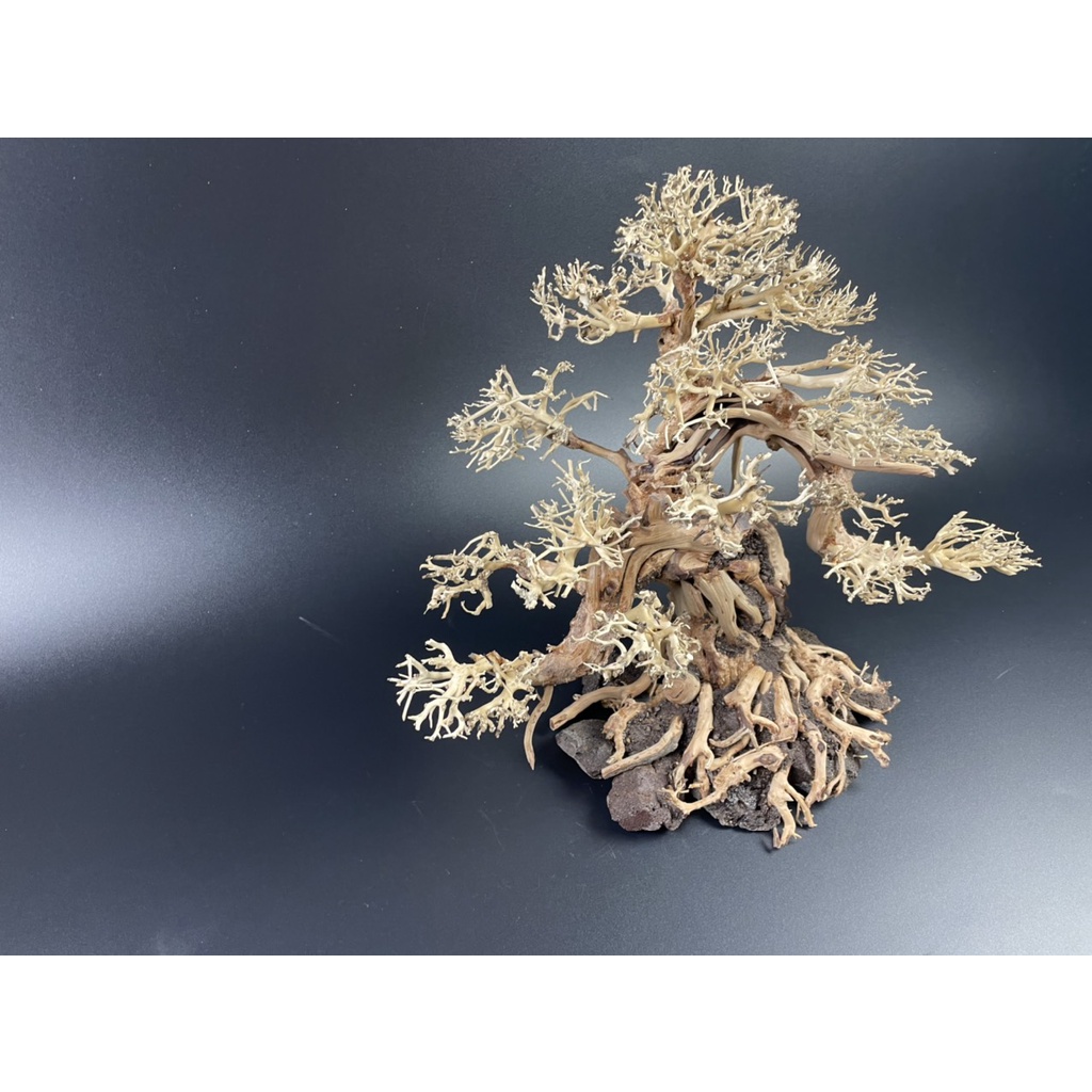 Lũa Bonsai, Lũa thủy sinh dùng trang trí hồ cá cảnh, hồ thủy sinh, văn phòng, nhà cửa- NHÀ XANH