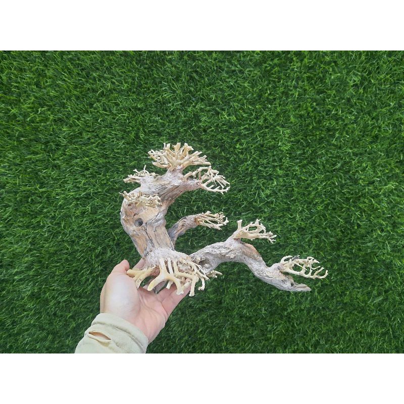 Lũa Bonsai nghiêng số 2 cấy rêu.