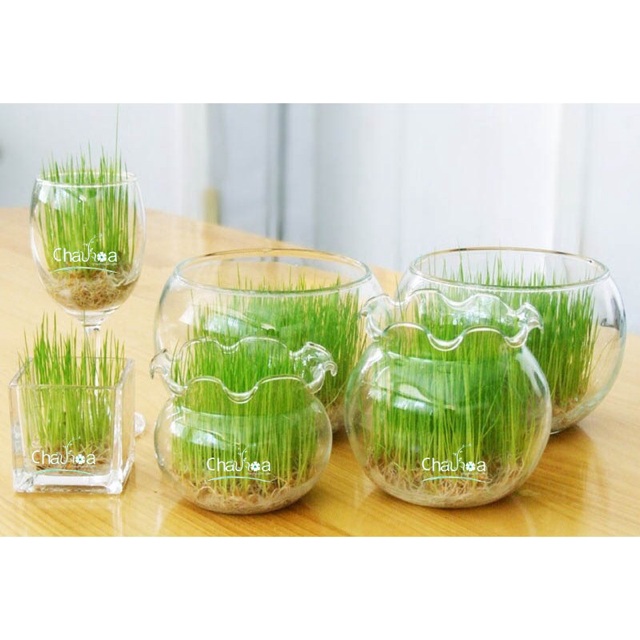 Đất sinh học trồng cây trong nhà